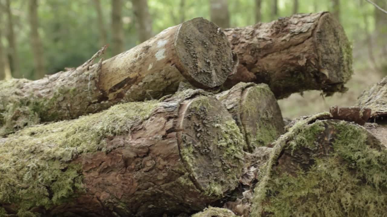 Felled tree trunks in woodland panning shot