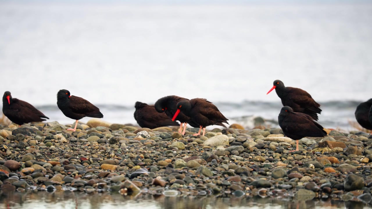 A group of black oystercatchers (Haematopus bachmani) rest and preen on a pebble-covered shore with calm water in the background.