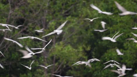 Los-Charranes-Son-Aves-Marinas-Que-Se-Pueden-Encontrar-En-Todo-El-Mundo-En-El-Mar,-Ríos-Y-Otros-Cuerpos-De-Agua-Más-Amplios