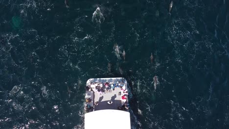 dolphins swimming next to a whale-watching boat drone view