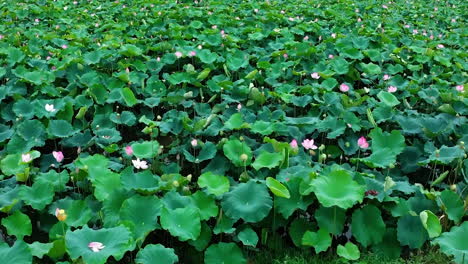 Primer-Plano-De-Una-Hermosa-Flor-De-Loto-Y-Hojas-Flotando-En-Un-Estanque-De-Loto-Bajo-El-Sol