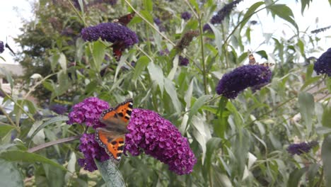 Pequeña-Mariposa-Tortoiseshell-Alimentándose-De-Flores-Buddleia-En-Un-Jardín,-Con-Otras-Mariposas-Moviéndose-En-El-Fondo