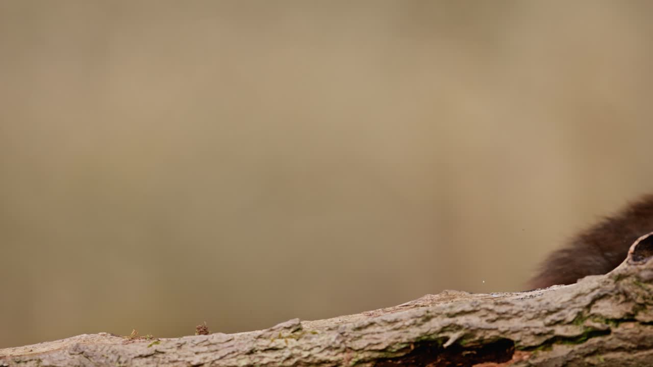 Squirrel mid-jump off a log with fluffy tail and focused expression in natural setting