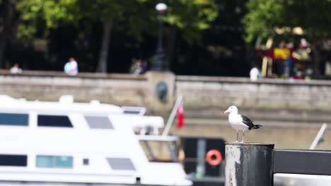 seagull perched near river with boats and bus