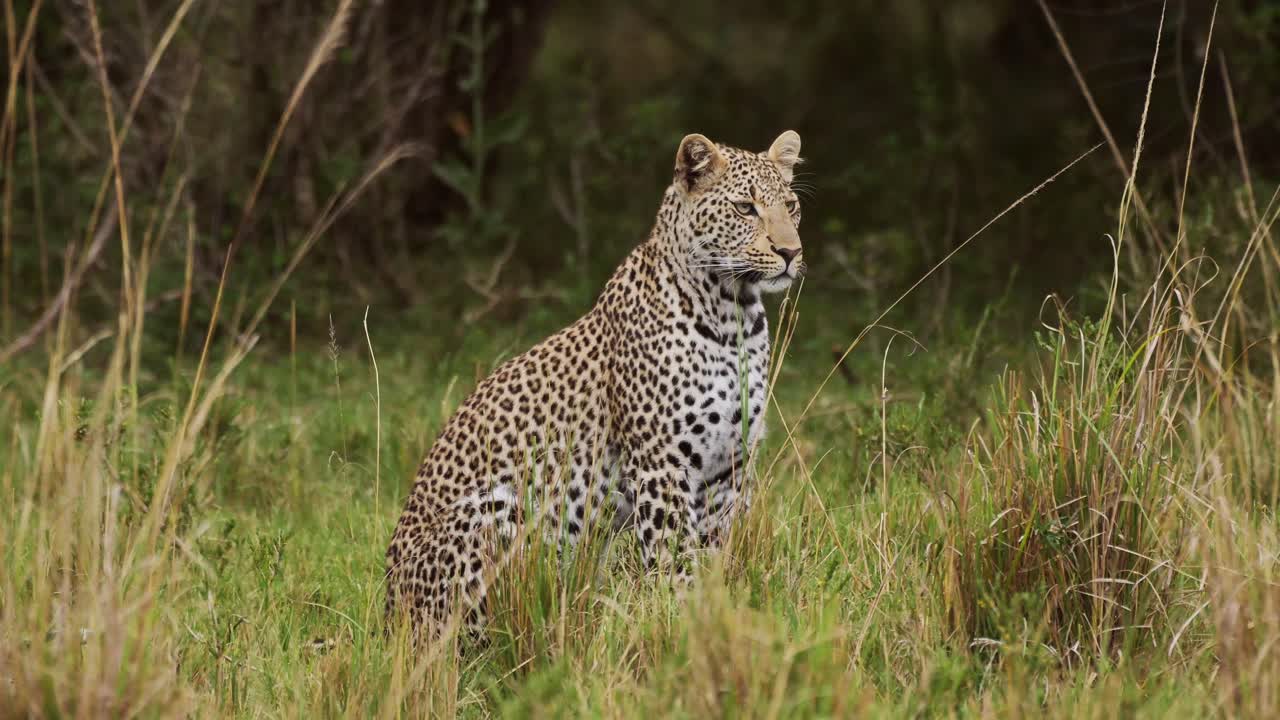 leopardo con hermosas marcas sentado pacíficamente en la hierba alta, conservando la vida silvestre natural de animales en peligro de extinción, vida silvestre africana en maasai mara, kenia, áfrica poderosos animales de safari