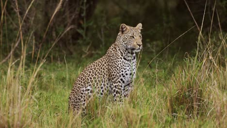 powerful leopard with beautiful markings sitting peacefully in tall grass, conserving natural wildlife of endangered animals, african wildlife in maasai mara, kenya, africa safari animals