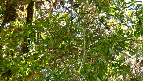 american yellow warbler catching food between leaves and branches in the forest