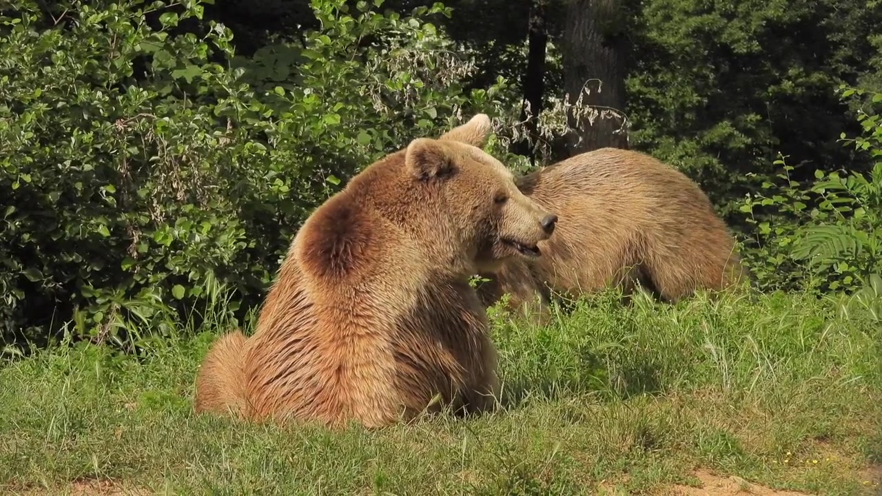 Two Brown Bears Resting and Interacting in a Grassy Forest Clearing