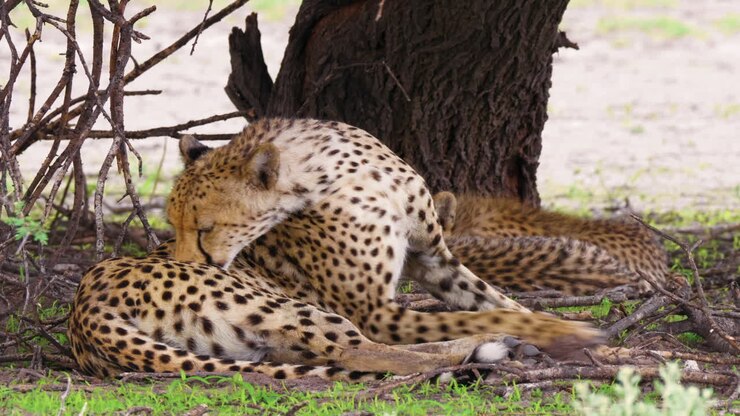 Female Cheetah Grooming Herself Under A Tree With Her Two Cubs In Kalahari Game Reserve In Botswana