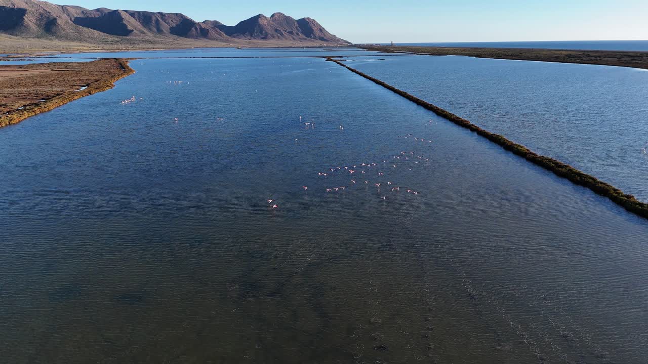 Greater flamingos flying gracefully over a salt evaporation pond on a sunny day, creating a stunning wildlife scene in Spain's picturesque coastal landscape