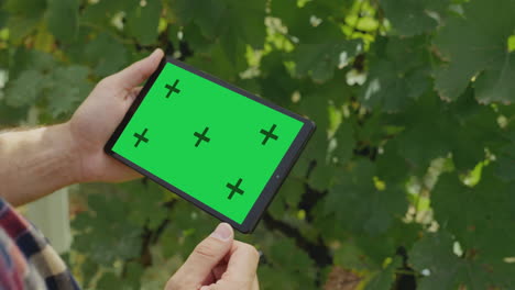man using tablet in a vineyard