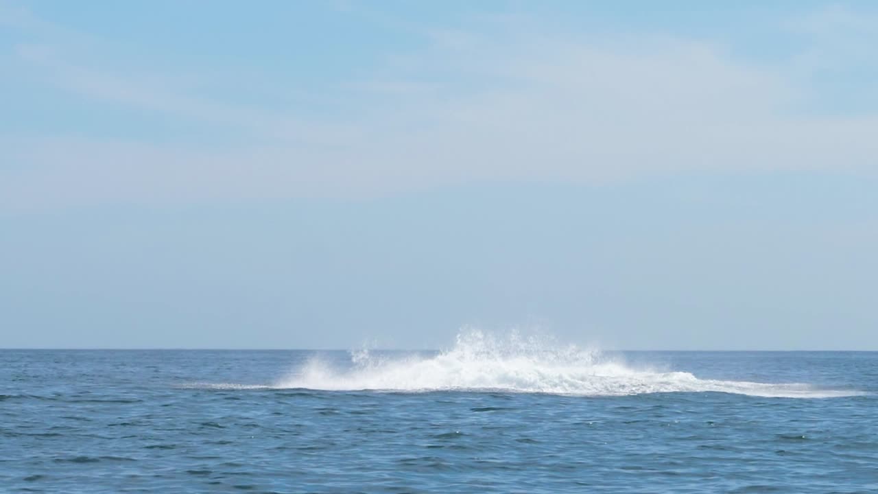 혹등고래가 수면을 뚫고 백스플래쉬를 하고 있다