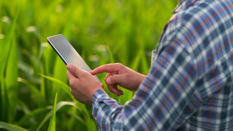 Back-view:-the-Modern-farmer-in-his-shirt-and-baseball-cap-with-tablet-computer-in-the-hands-of-the-hand-touches-the-leaves-of-corn-in-field-at-sunset-by-analyzing-the-state-of-the-harvest-and-health-of-plants.-Modern-agriculture