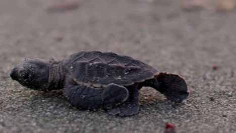 Trucking-shot-of-Baby-turtle-high-paced-walking-at-the-beach