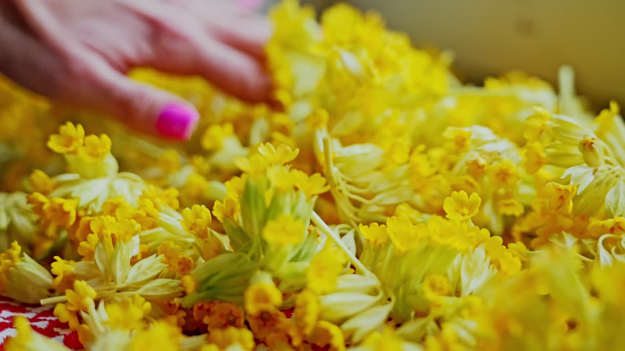 Young woman gently touches cowslip tea blossoms, slow motion on sunny windowsill