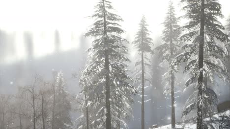 Misty-fog-in-pine-forest-on-mountain-slopes