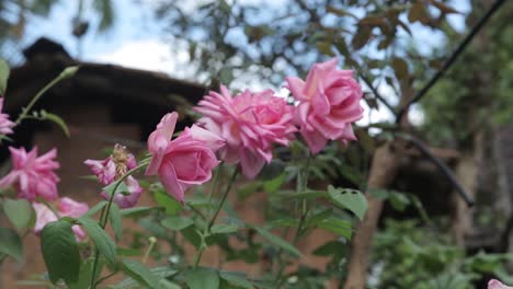 beautiful rural landscape with pink roses in garden