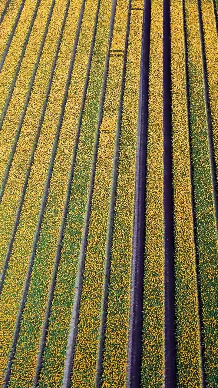 vista aérea de un campo de tulipanes