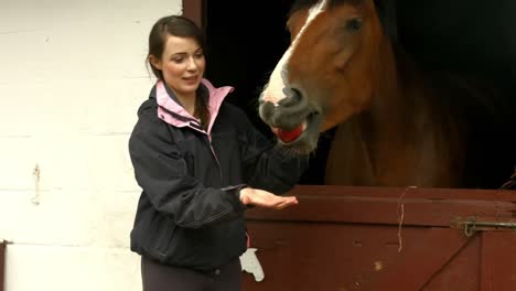 Horse-eating-hay-in-stable