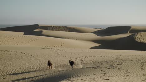 Dos-Perros-Corriendo-Y-Jugando-En-Las-Dunas-De-Arena