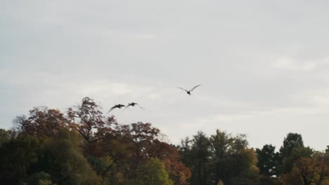 wild geese fly over pond of water slow motion