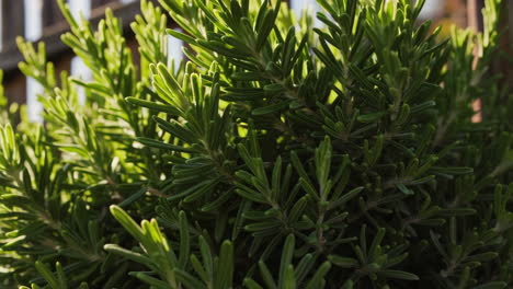 close-up of rosemary plants by a wooden fence