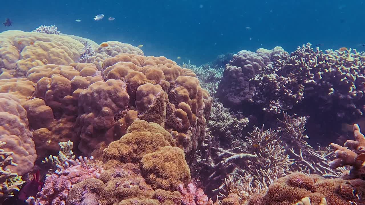 Pemandangan bawah air yang alami saat snorkeling menampilkan koloni padat Goniopora lobata di antara karang batu dan karang tanduk rusa yang dipenuhi beragam spesies ikan laut di Dauin, Filipina