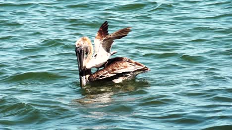 Gaviota-Intenta-Robar-Comida-De-Pelícano-Mientras-Se-Sienta-En-Su-Espalda,-Cámara-Lenta