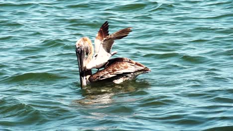 seagull tries to steal food from pelican while sitting on its back, slow motion