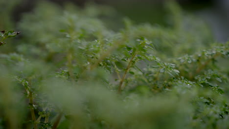 artillery-plant-close-up-views-,-rack-focus