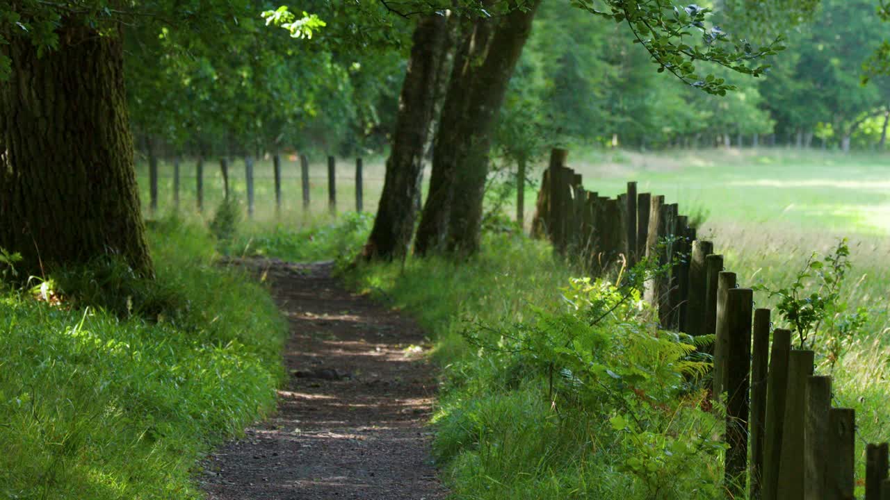 Camera glides forward on a tranquil woodland trail, dappled sunlight, lush greenery, rustic fence