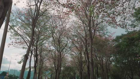 a serene walkway in penang is beautifully framed by blooming cherry blossom trees under a soft, overcast sky, showcasing the peaceful charm of tropical springtime.