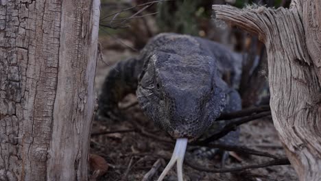 lagarto de garganta negra camina entre los troncos moviendo la lengua suave cámara inversa