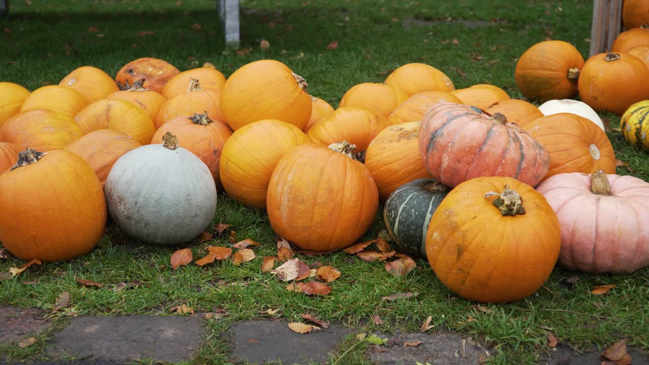 toma panorámica de un montón de calabazas en el suelo preparadas como decoración para halloween