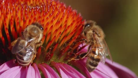 Vista-Súper-Cercana-De-Las-Abejas-Polinizando-Una-Flor-Violeta-Y-Naranja