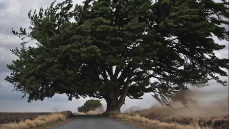 windswept tree on country road