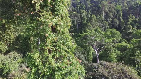 Dense-lush-Koh-Chang-Thailand-jungle-rainforest-aerial-view-revealing-island-wilderness