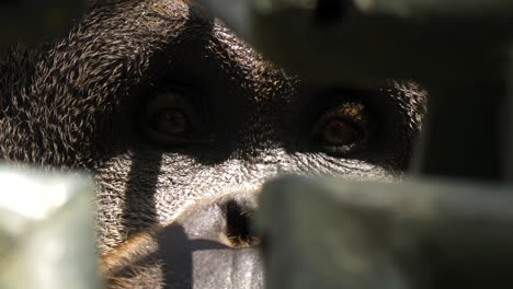 Close-up-of-the-sad-eyes-of-Sumatra-orangutang-behind-bars