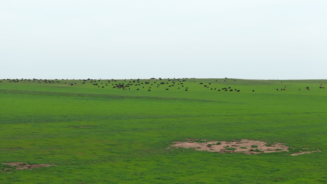 Landscape of a green field under a blue sky that merges into the horizon, with a group of cattle eating nearby.
