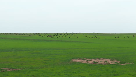 landscape of a green field under a blue sky that merges into the horizon, with a group of cattle eating nearby.
