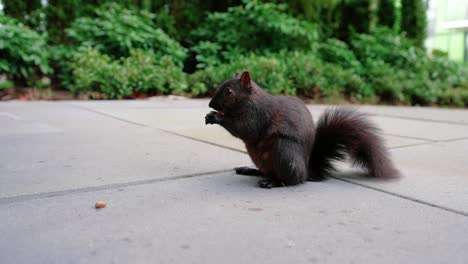 Süßes-Schwarzes-Eichhörnchen,-Das-Nüsse-Im-Hinterhof-Isst