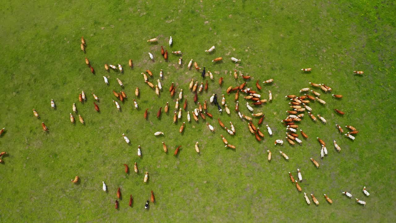 들판 에서 풀 을 고 있는 소 들 의 공중 사진