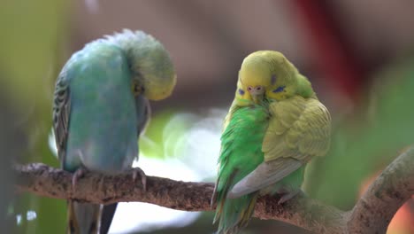 Un-Par-De-Periquitos-Exóticos,-Melopsittacus-Undulatus-Acicalándose-Sus-Hermosas-Y-Vibrantes-Plumas-Contra-El-Fondo-Del-Bosque-Verde-Bokeh-De-Ensueño-En-El-Parque-De-Vida-Silvestre-Langkawi,-Malasia,-Sudeste-De-Asia