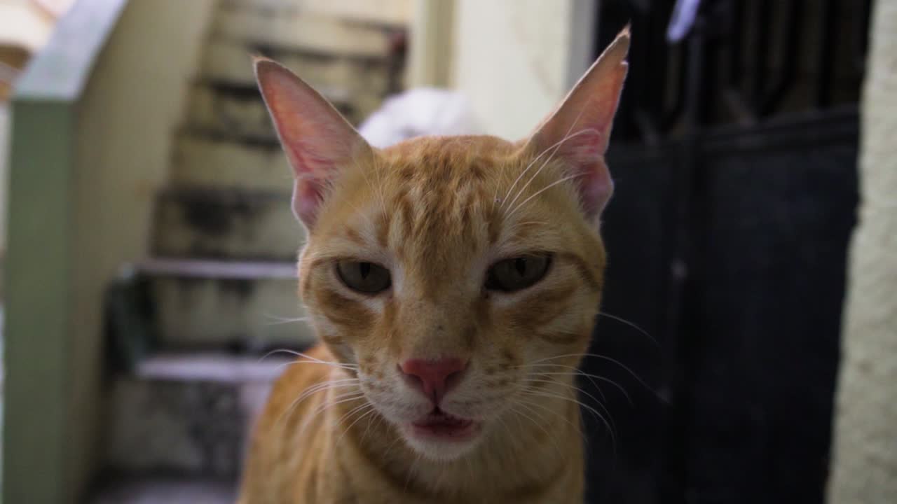 인도 일반 고양이라고도 알려진 인도 빌리 품종