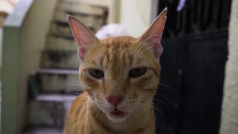 indian billi breed also known as indian common cat