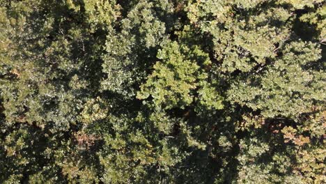 bosque naturaleza drone