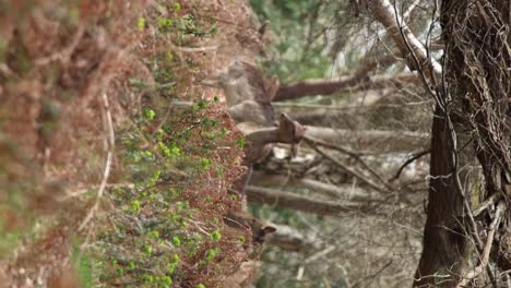 Hirsch-Im-Neuen-Wald-Clip-7