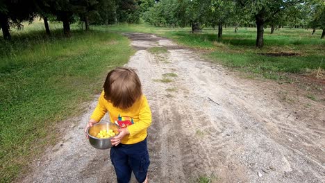 Kleiner-Junge-Zu-Fuß,-Während-Er-Frisch-Gepflückte-Gelbe-Kirschen-In-Einer-Schüssel-In-Einem-Obstgarten-In-Der-Nähe-Von-Traverse-City,-Michigan,-Trägt---Zeitlupe