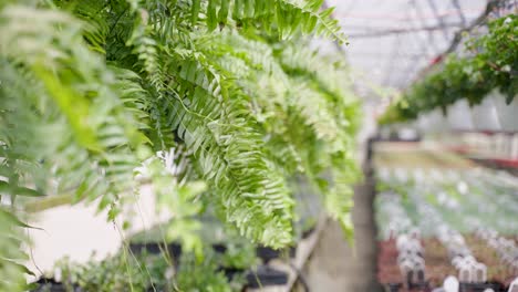 Plantas-Colgantes-De-Helecho-Balanceándose-En-El-Viento-Dentro-Del-Invernadero-En-Cámara-Lenta