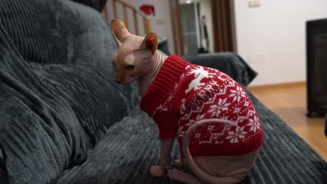 gato egipcio sin pelo dentro de casa para navidad durante el invierno usando un suéter